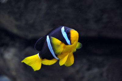 Clown Fish - Sharjah Aquarium