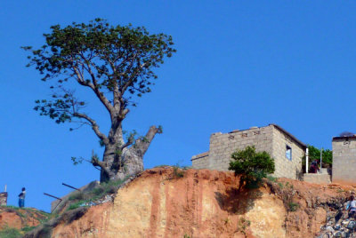 A sad baobab along Rio da Samba