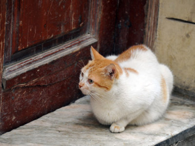 Medina Cat with Tinkers coloring