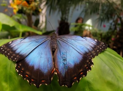 Butterflies and humans