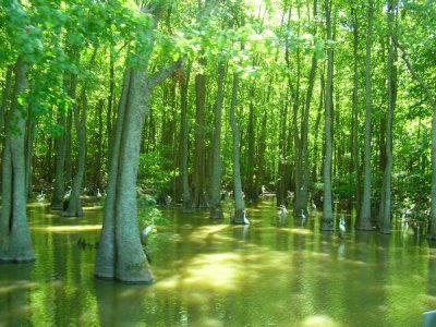 stumpy Lake