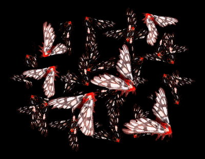 moth comp red.jpg