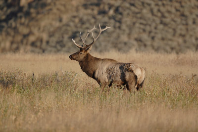 Elk 80