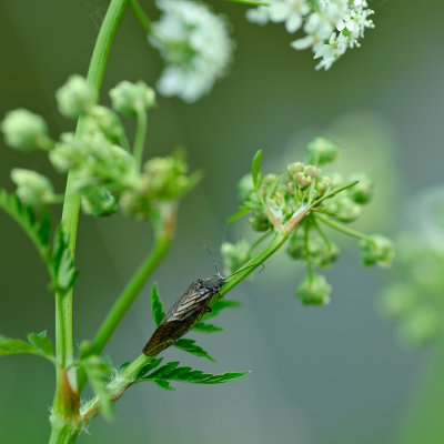 _DS71732w.jpg