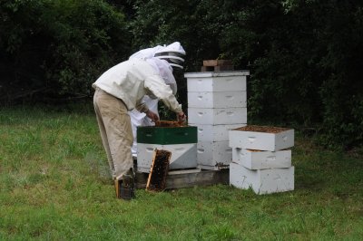 Going through a hive
