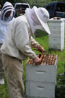 Checking the strength of the hive