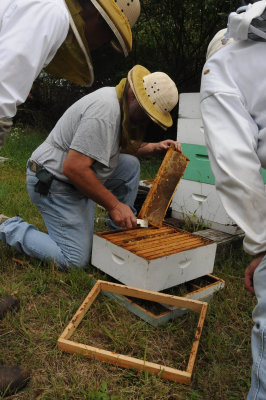 Sorting through the combs of honey
