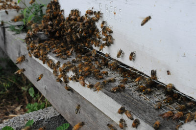 Bees at the entrance