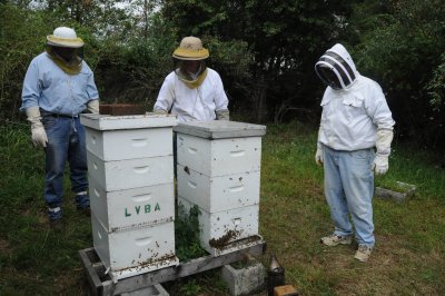 Beekeepers at hives