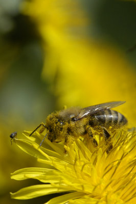 Honey bee on Dandelion