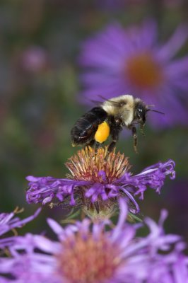 Bumble leaving Aster