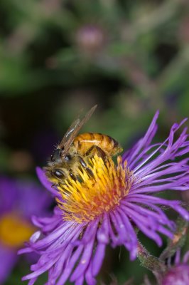 Honey bee on Aster
