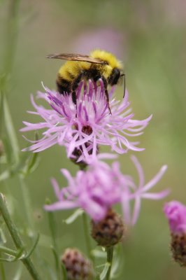 Bumble bee on Knapweed
