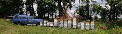 Apiary in summer