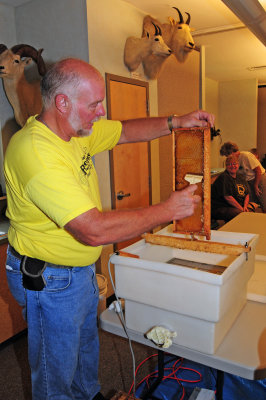 Uncapping a frame of honey
