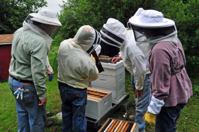 Checking some of the club hives