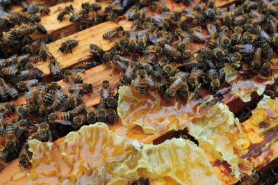 Bees gleaning hone from broken burr comb