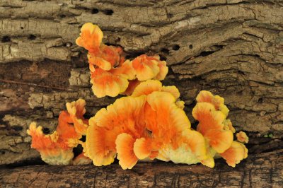 Fungas on fallen tree