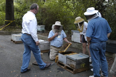 Dan Purvis in the apiary