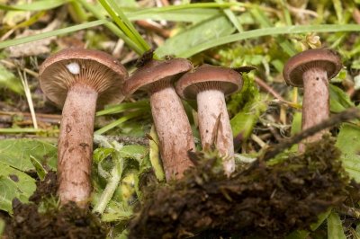 Lactarius camphoratus