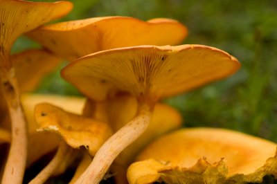 Omphalotus illudens