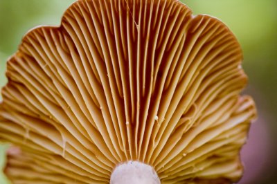 Lactarius sp.