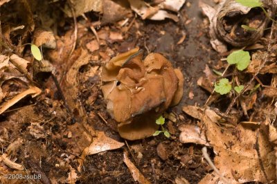 False morel (Gyromitra sp.)