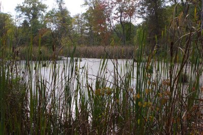 Wetland Pond