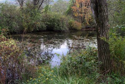 Wetland Pond