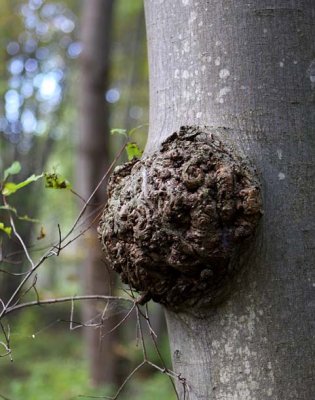 Beech Burl