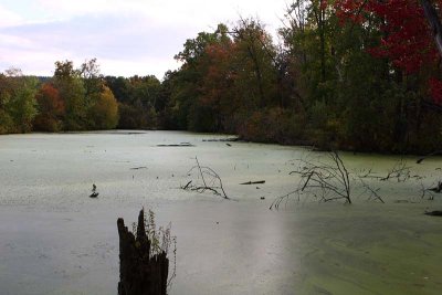 Beaver Swamp