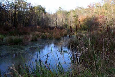 Wetlands