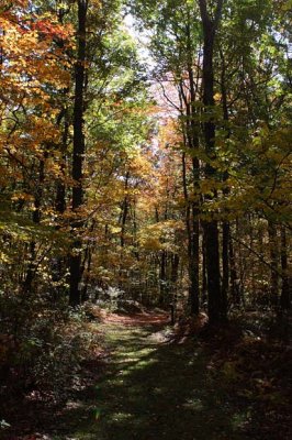 Ravine Trail