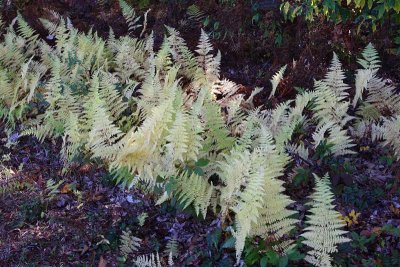 Trailside Ferns