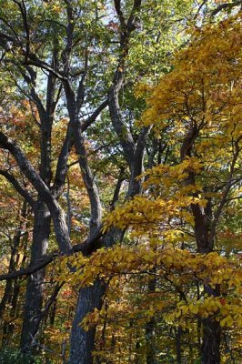 Autumn Woods