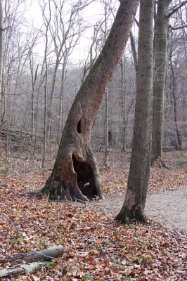 Interesting Tree