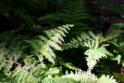 Ferns