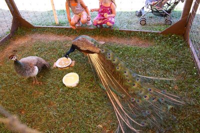 Peacocks