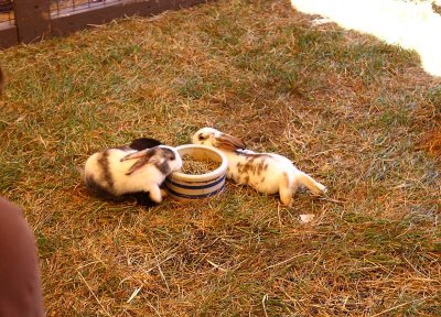 Bunnies