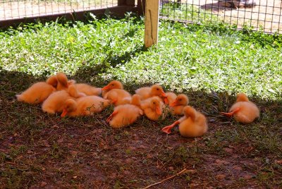 Ducklings