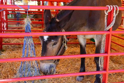 Mule