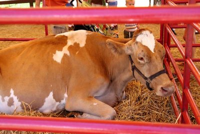 Moooooo!