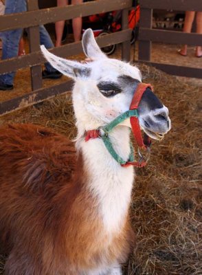 Llama