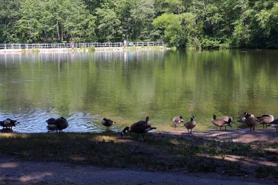 Geese - Hopewell Lake