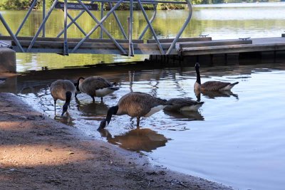 Canada Geese