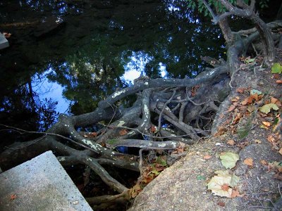 Streamside Roots