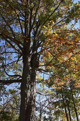 Autumn Trees