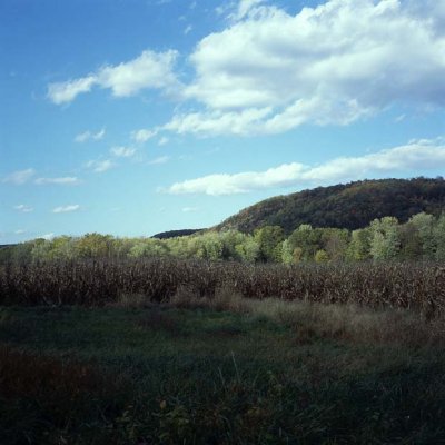 Autumn Cornfield