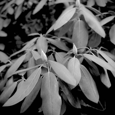 Rhododendron Buds