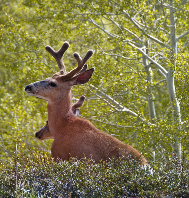 In Velvet Great Basin NP small.jpg